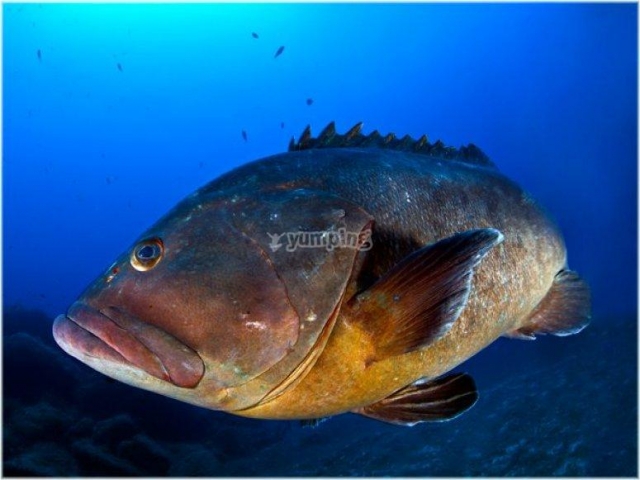  Encuentros duranle el buceo 